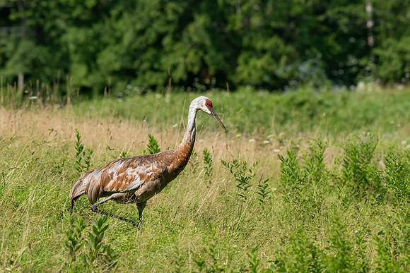 Sandhill Cranes 11