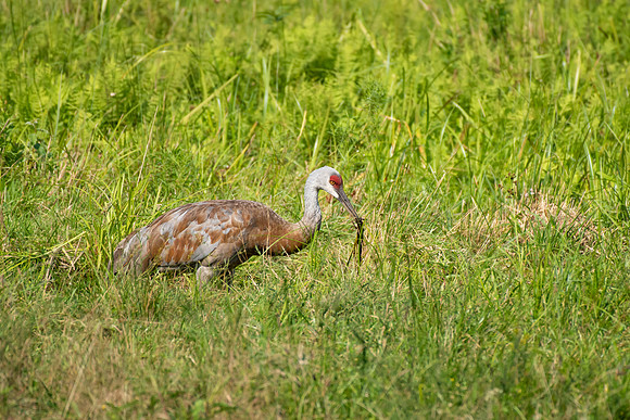 Sandhill Cranes 4