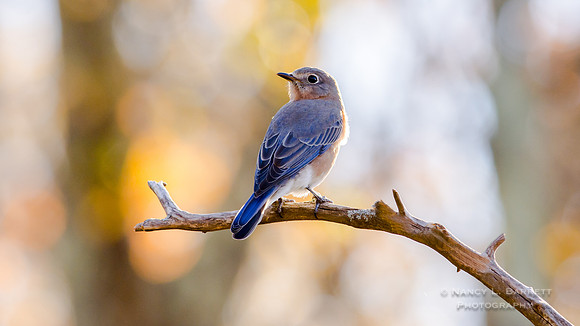 Bluebird on Fall Day