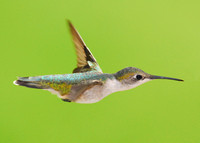 Ruby-throated Hummingbird