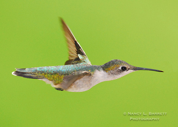 Ruby-throated Hummingbird