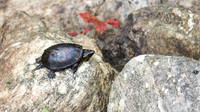 Snapping Turtle at Five Mile River
