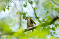 Wood Thrush - Killingly