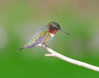 Ruby-throated Hummingbird