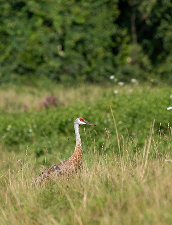 Sandhill Cranes 8