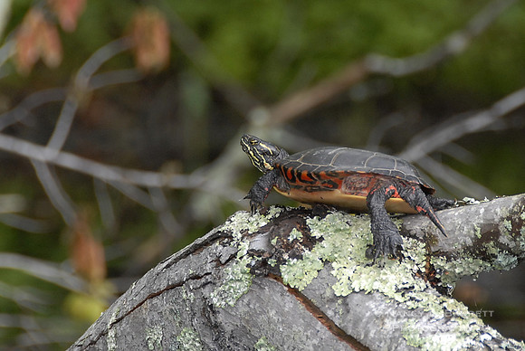 Painted Turtle