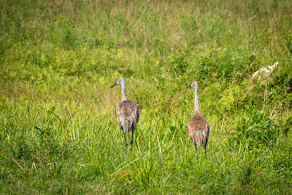 Sandhill Cranes 2