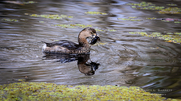 Pied-billed Grebe with Crayfish