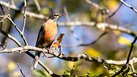 American Robin