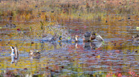 Mallards at Middle Reservoir
