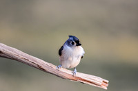 Titmouse 11-23-2015