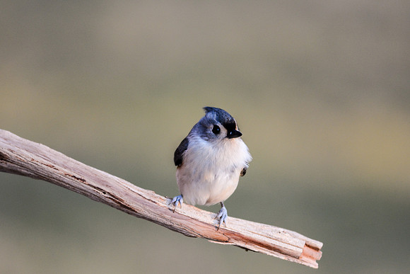 2015 Nov 29 Birds-33 NLBarrett