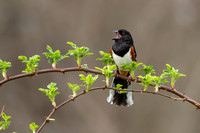Eastern Towhee - Gellert Preserve