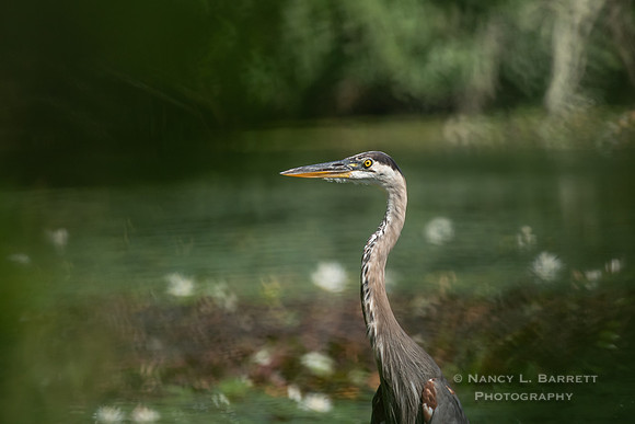 Great Blue Heron at Bog Meadow Reservoir