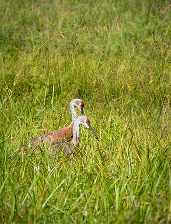 Sandhill Cranes 5