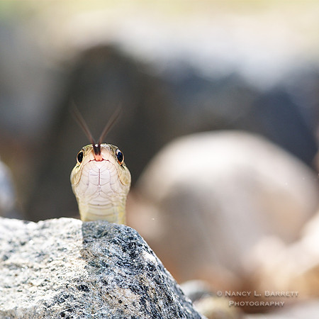 Garter Snake