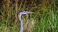 Great Blue Heron at Five Mile River
