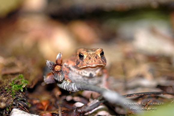 Toad in the woods