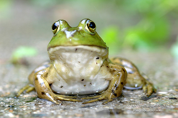 Green Frog