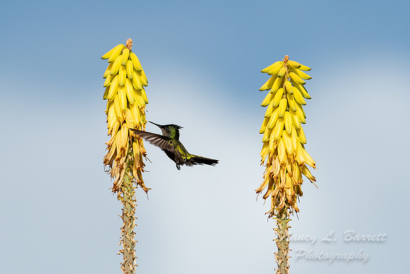 Antillian Crested Hummingbird