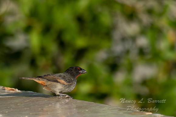Lesser Antillean Bullfinch