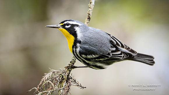 Yellow-throated Warbler