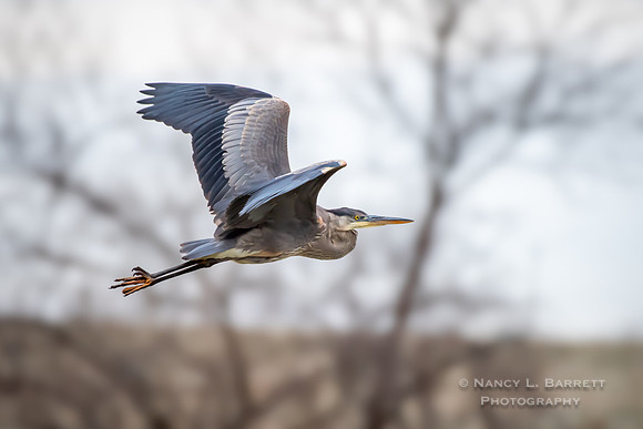 Great Blue Heron, Pomfret, CT