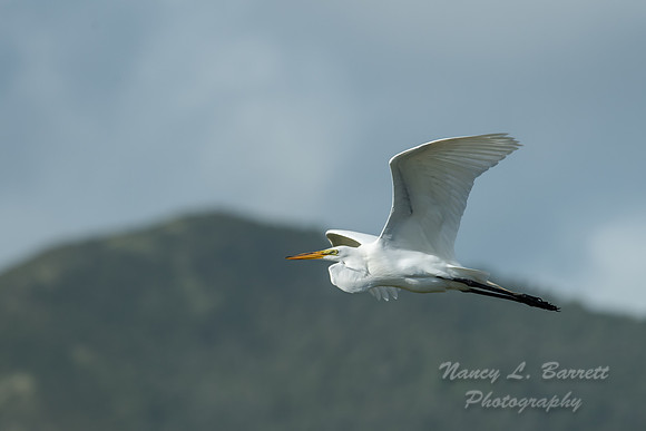 Great Egret