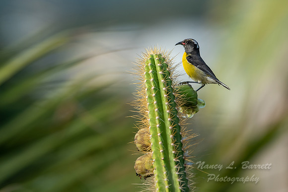 Bananaquit
