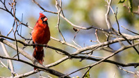 Northern Cardinal