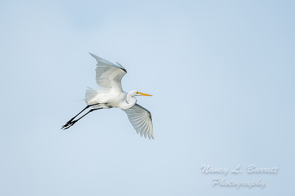 Great Egret