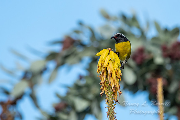 Bananaquit