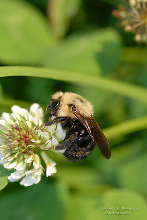 Bee & Clover