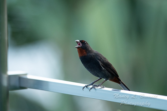 Lesser Antillean Bullfinch