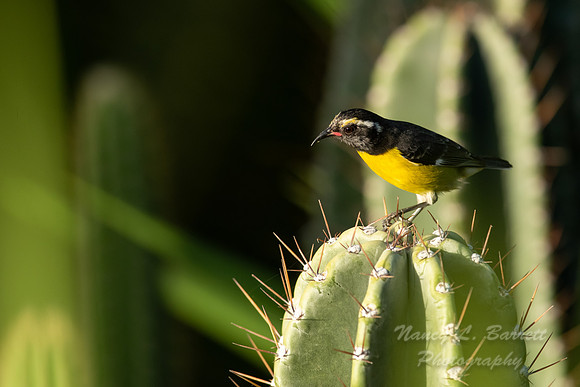 Bananaquit