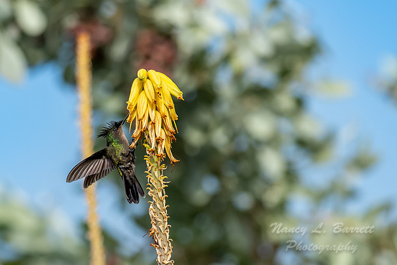 Antillian Crested Hummingbird