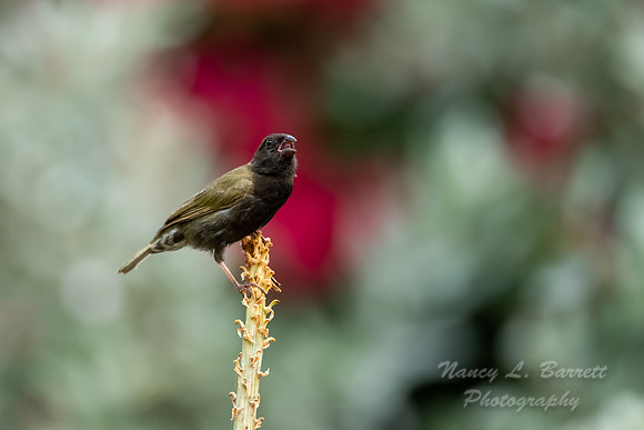 Black-faced Grassquit