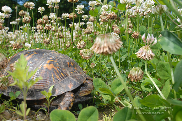 Box Turtle