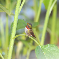 Hummers