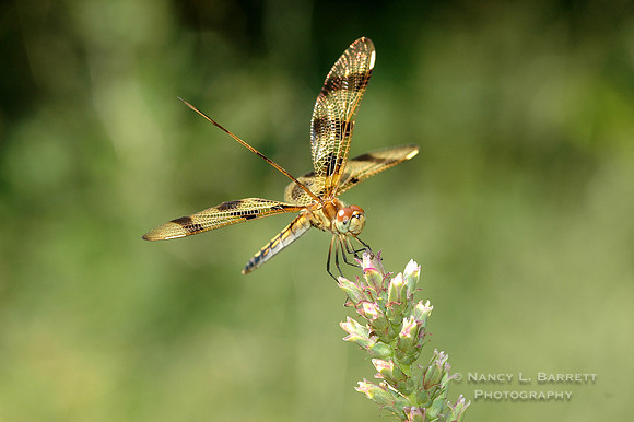 Dragonfly