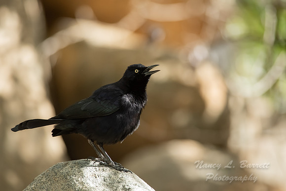 Carib Grackle