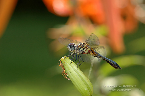 Dragonfly & Spider