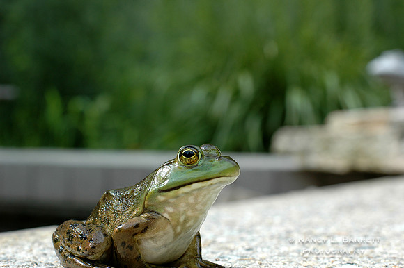 Green Frog