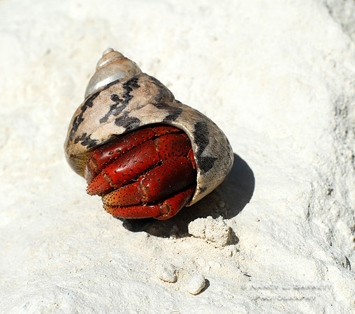Hermit Crab