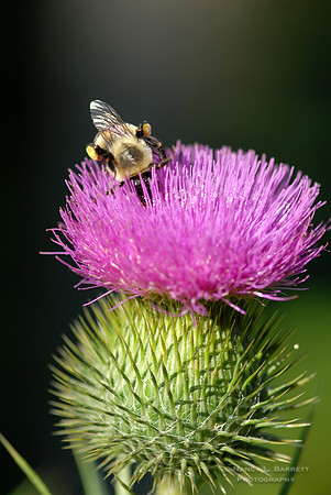 Thistle & Bee