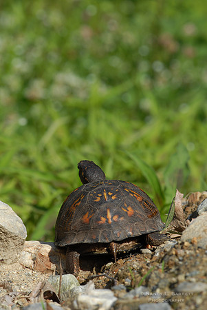 Box Turtle