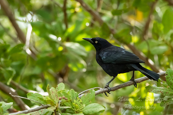 Carib Grackle