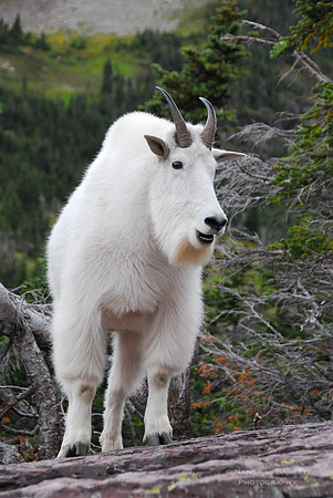 Mountain Goat