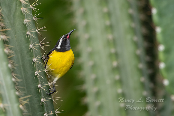 Bananaquit