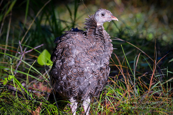 Wild Turkey Juvenile